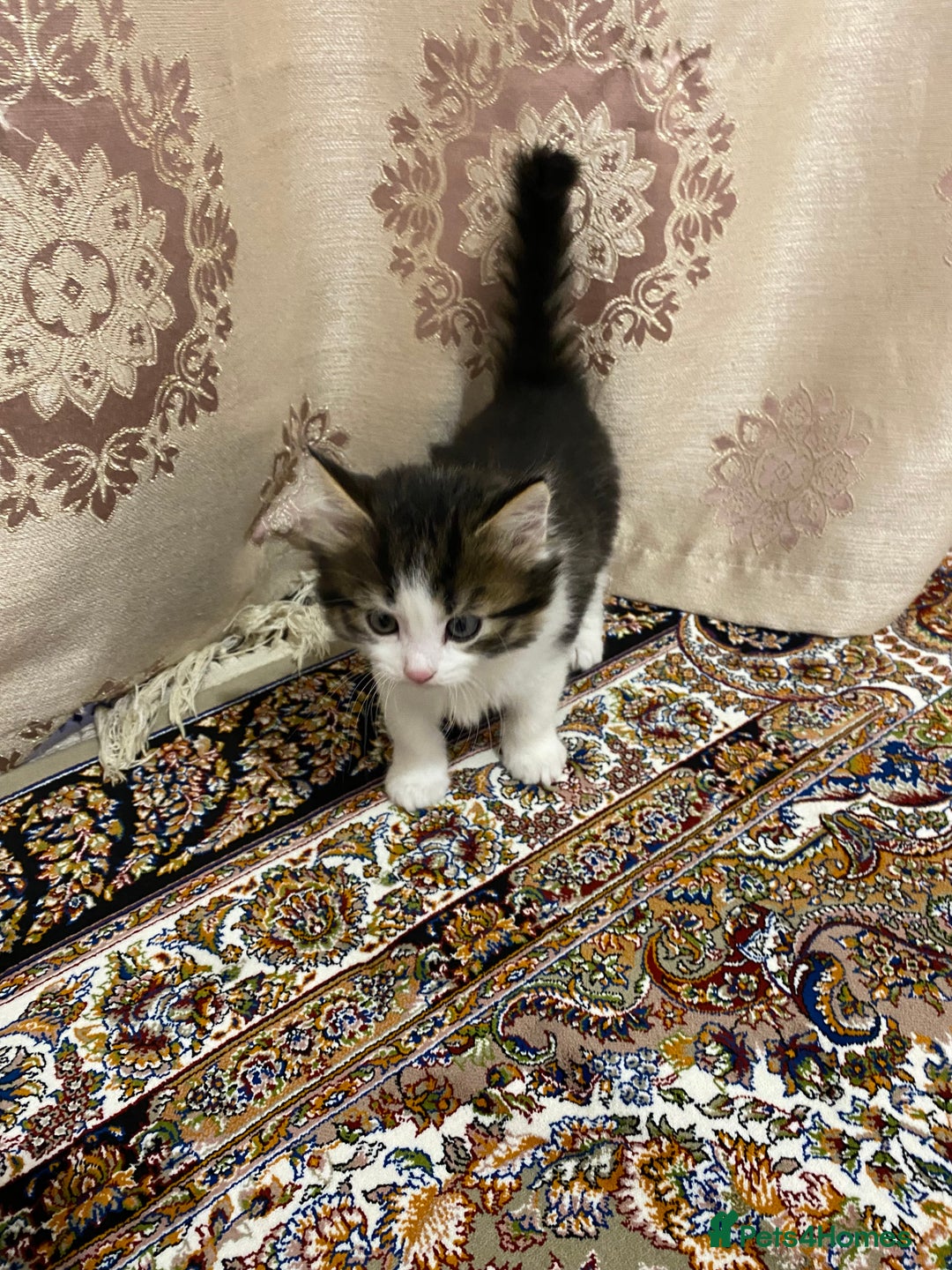 British Shorthair cats for sale: British shorthair  - Advert 1