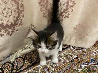 British Shorthair cats British shorthair - Advert 2