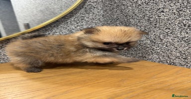 Pomeranian dogs KC registered Pomeranian puppies - Advert 7