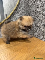 Pomeranian dogs KC registered Pomeranian puppies - Advert 13