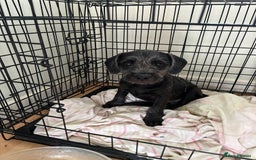 Mixed Breed dogs for sale: Mixed breed puppies  - Image 1