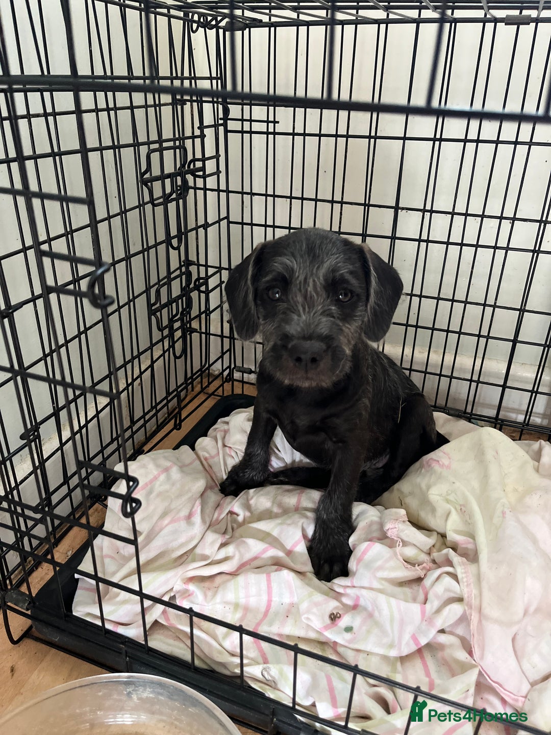 Mixed Breed dogs for sale: Mixed breed puppies  - Image 1