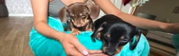 Dachshund dogs for sale: Milo and Dimple - Advert 7