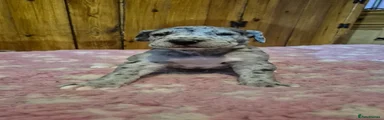 Great Dane 1
