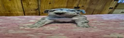 Great Dane dogs for sale: Beautiful KC Registered Great Danes Puppies - Advert 7