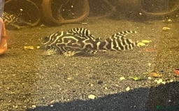 Plecos fish for sale: L236rb. Cracked Zebra Plecos.  - Image 2