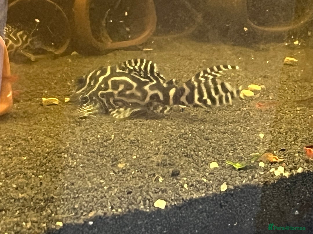 Plecos fish for sale: L236rb. Cracked Zebra Plecos.  - Image 2