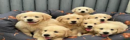 Golden Retriever dogs for sale: TeddyBear Health tested Vaccs KC Golden Puppies - Advert 3