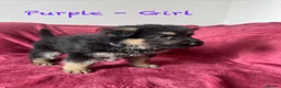 German Shepherd dogs for sale: Stunning Family Raised German Shepherd Puppies - Advert 33