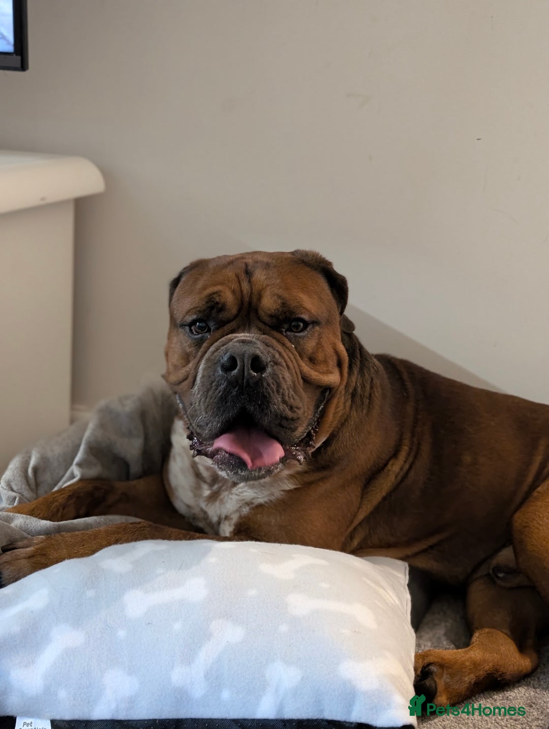 Mixed Breed dogs for sale: Duke  - Image 5