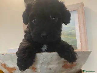 Jackapoo dogs Miniature poodle / jackapoo cross breed puppy - Advert 6