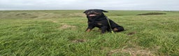 Rottweiler dogs for stud: KC Proven 5* stud in Coventry - Advert 7