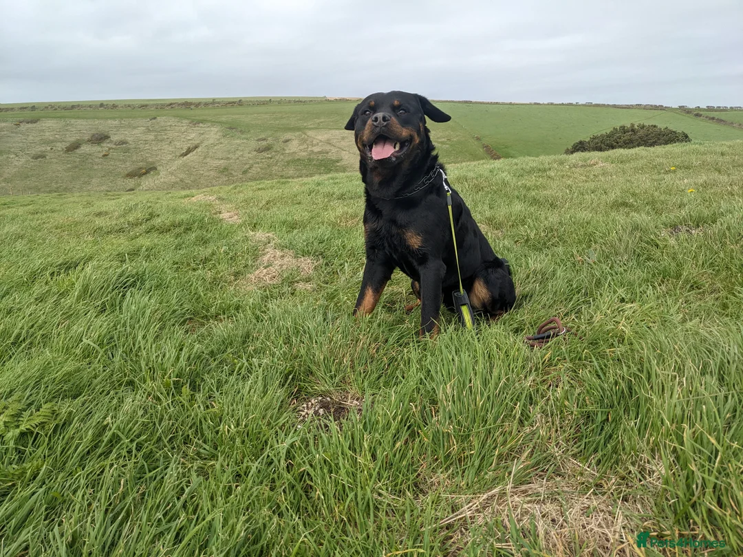 Rottweiler dogs for stud: KC Proven 5* stud in Coventry - Advert 7