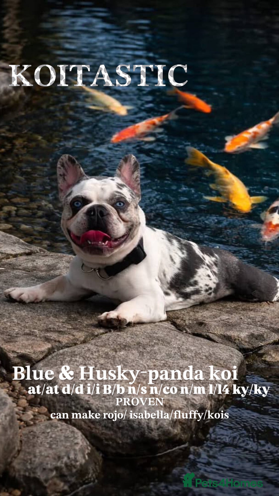 French Bulldog dogs !!REDUCED!! koitastic- blue & tan husky koi - Advert 1