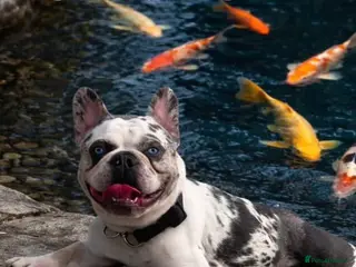 French Bulldog dogs !!REDUCED!! koitastic- blue & tan husky koi - Advert 1