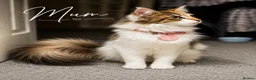 Maine Coon cats for sale: Reduced ✨Maine coon cross male  - Advert 2
