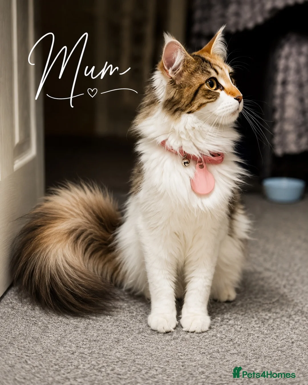 Maine Coon cats for sale: Reduced ✨Maine coon cross male  - Advert 2