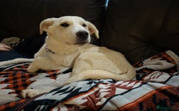 Mixed Breed dogs for adoption: George - north Walsham Norfolk  - Advert 5