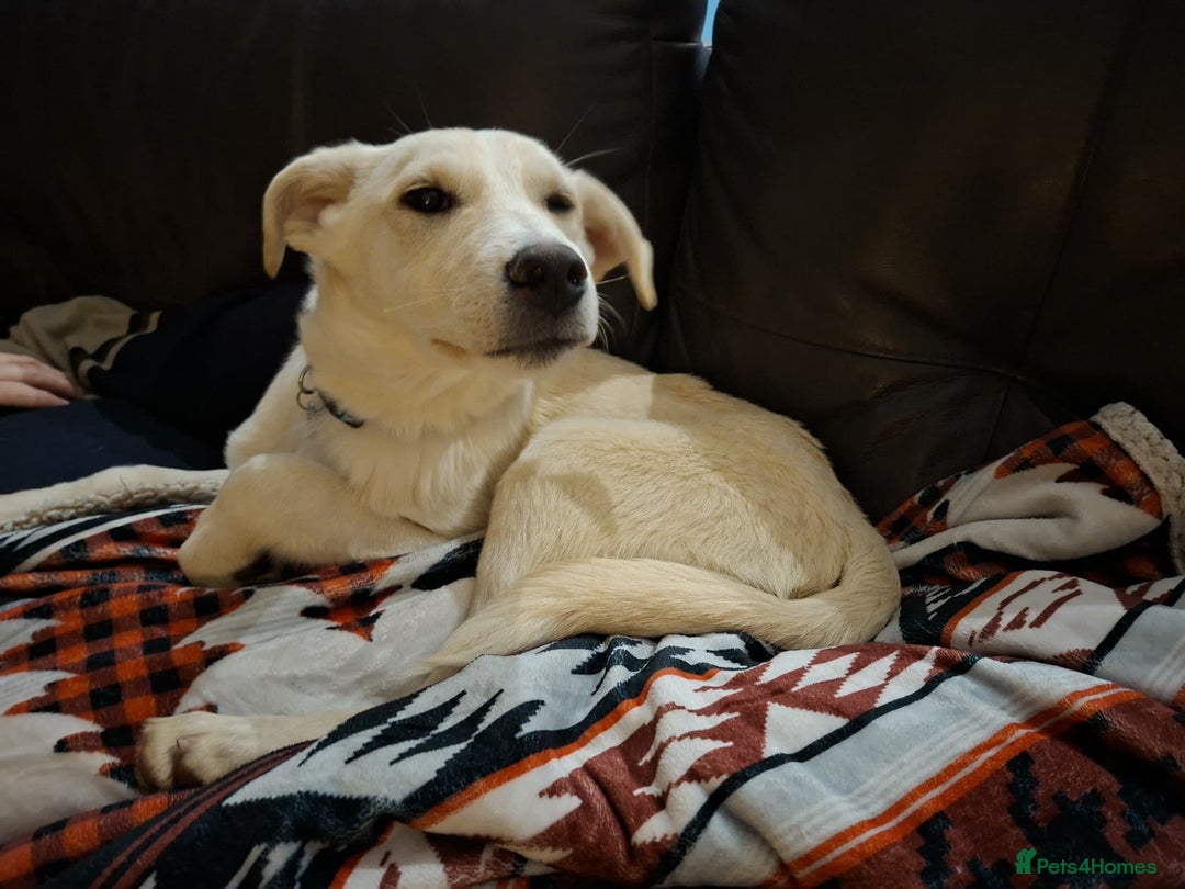 Mixed Breed dogs for adoption: George - north Walsham Norfolk  - Advert 5