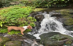 American Bully dogs for sale: Connie - Image 2