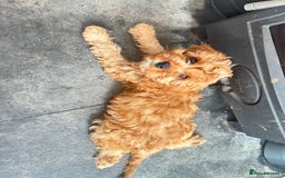 Cavapoo dogs for sale: REDUCED Black/Red Cavapoo therapy pups for sale  - Image 23