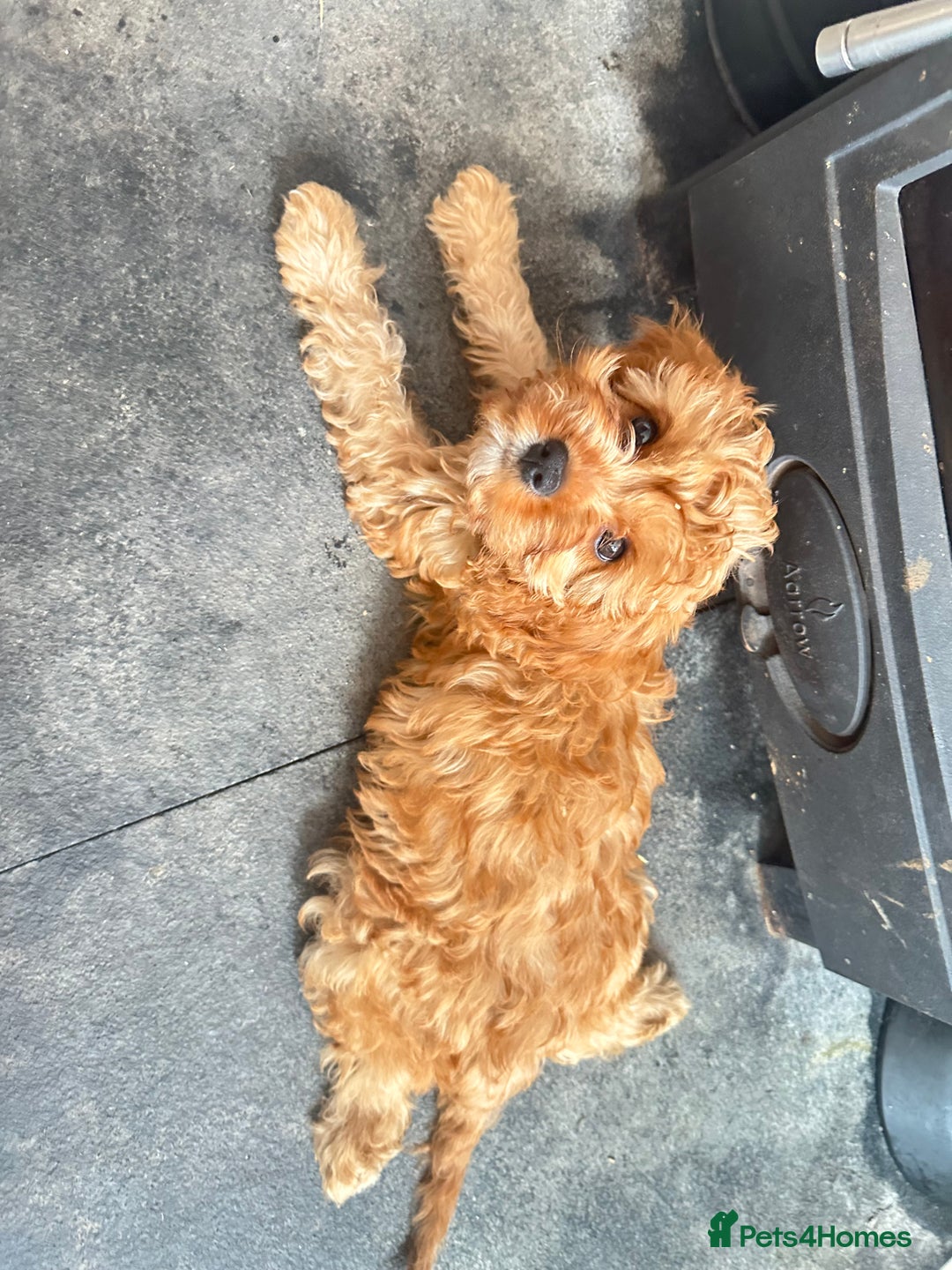 Cavapoo dogs for sale: REDUCED Black/Red Cavapoo therapy pups for sale  - Image 23