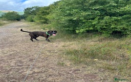 Mixed Breed dogs for sale: Looking to rehome bear, 2 year mastiff/rotti - Image 3