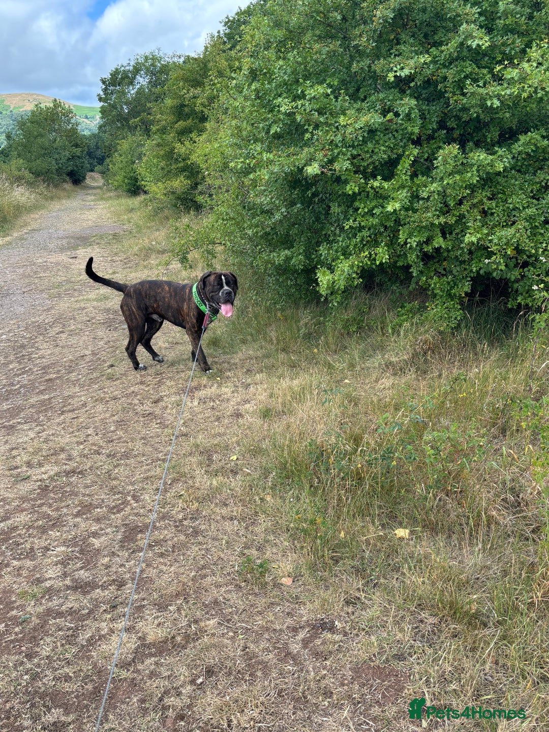 Mixed Breed dogs for sale: Looking to rehome bear, 2 year mastiff/rotti - Image 3