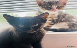 Mixed Breed cats for sale: Beutiful kittens for sale - Image 5