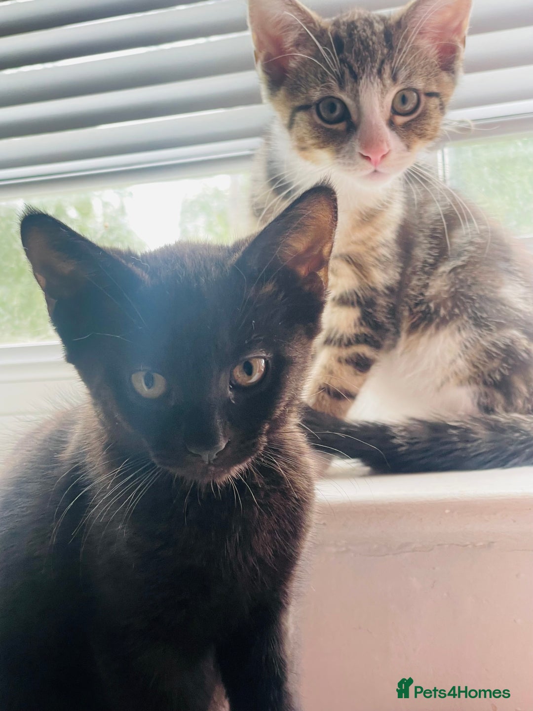 Mixed Breed cats for sale: Beutiful kittens for sale - Image 5