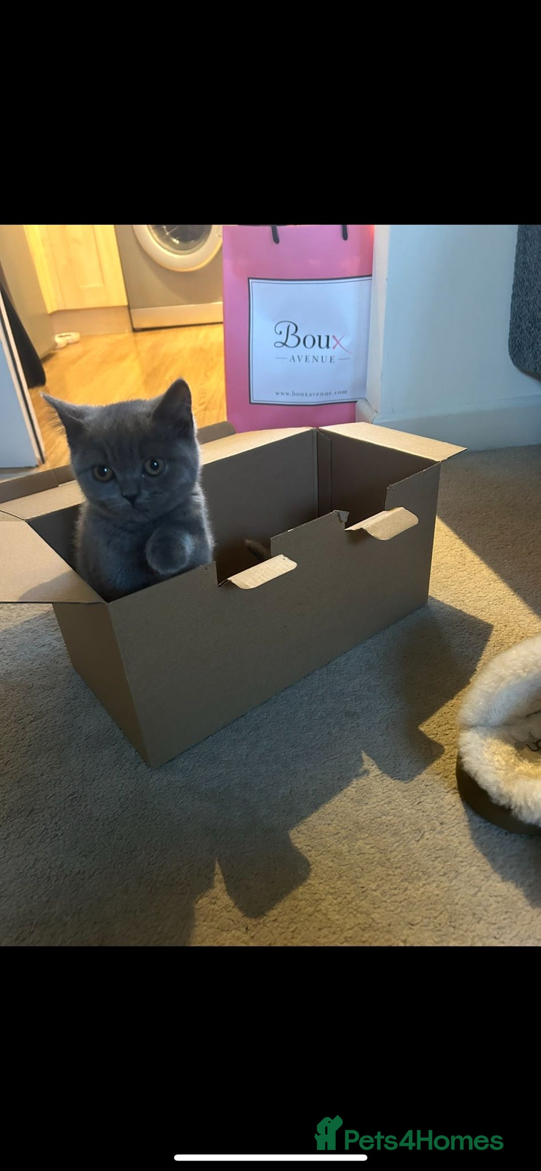 British Shorthair cats for sale: Reduced to clear  pure BSH blue  girl £4500 - Advert 5