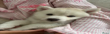 Polar