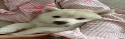 Pomsky dogs for sale: Last 1 now reduced 🩷  F3 real pomsky puppies  - Advert 34