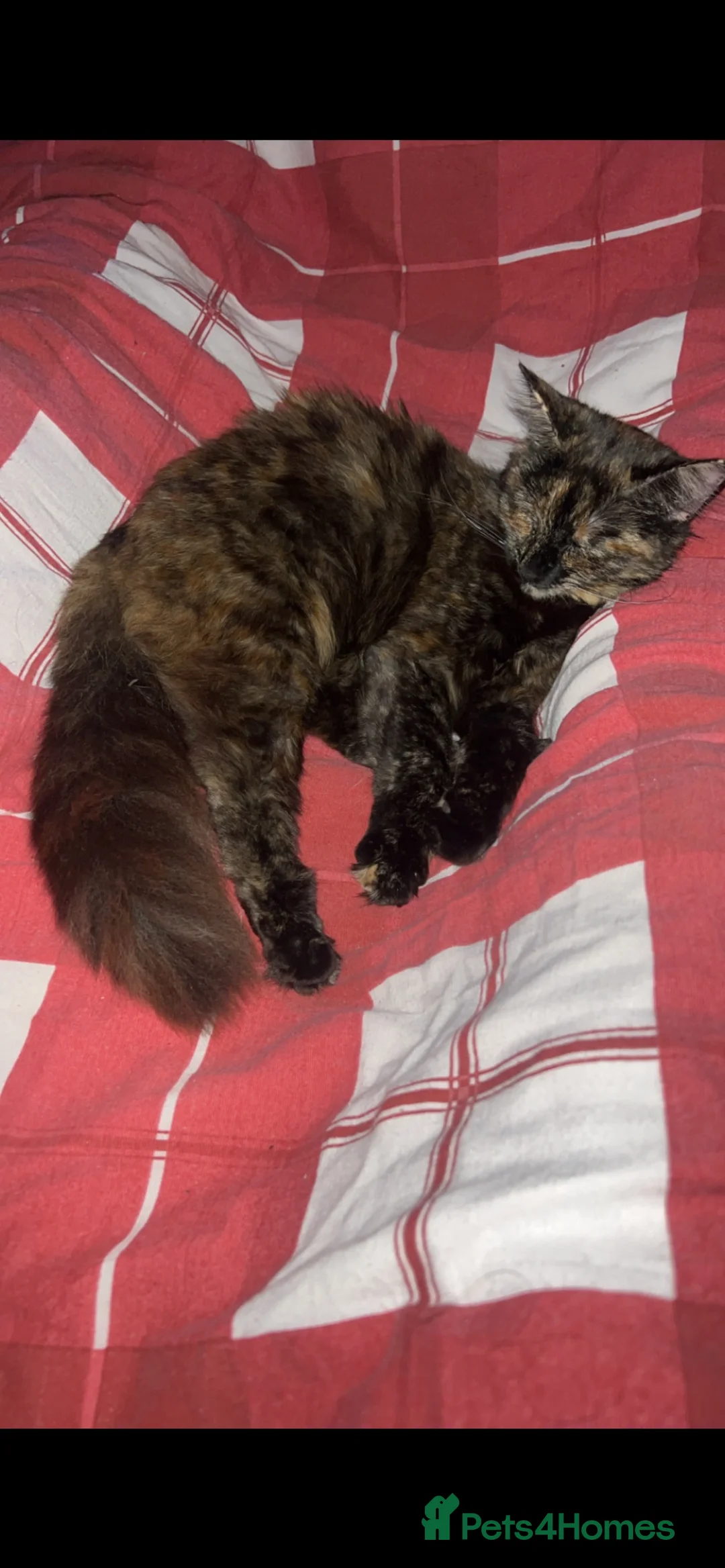 Mixed Breed cats for sale: 3 X Mixed breed kittens - Advert 7