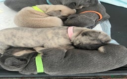 French Bulldog dogs for sale: Beautiful litter of 5 french bulldogs for sale  - Image 7