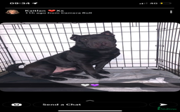 Shar Pei dogs for sale: Bone mouth sharpies  - Image 13