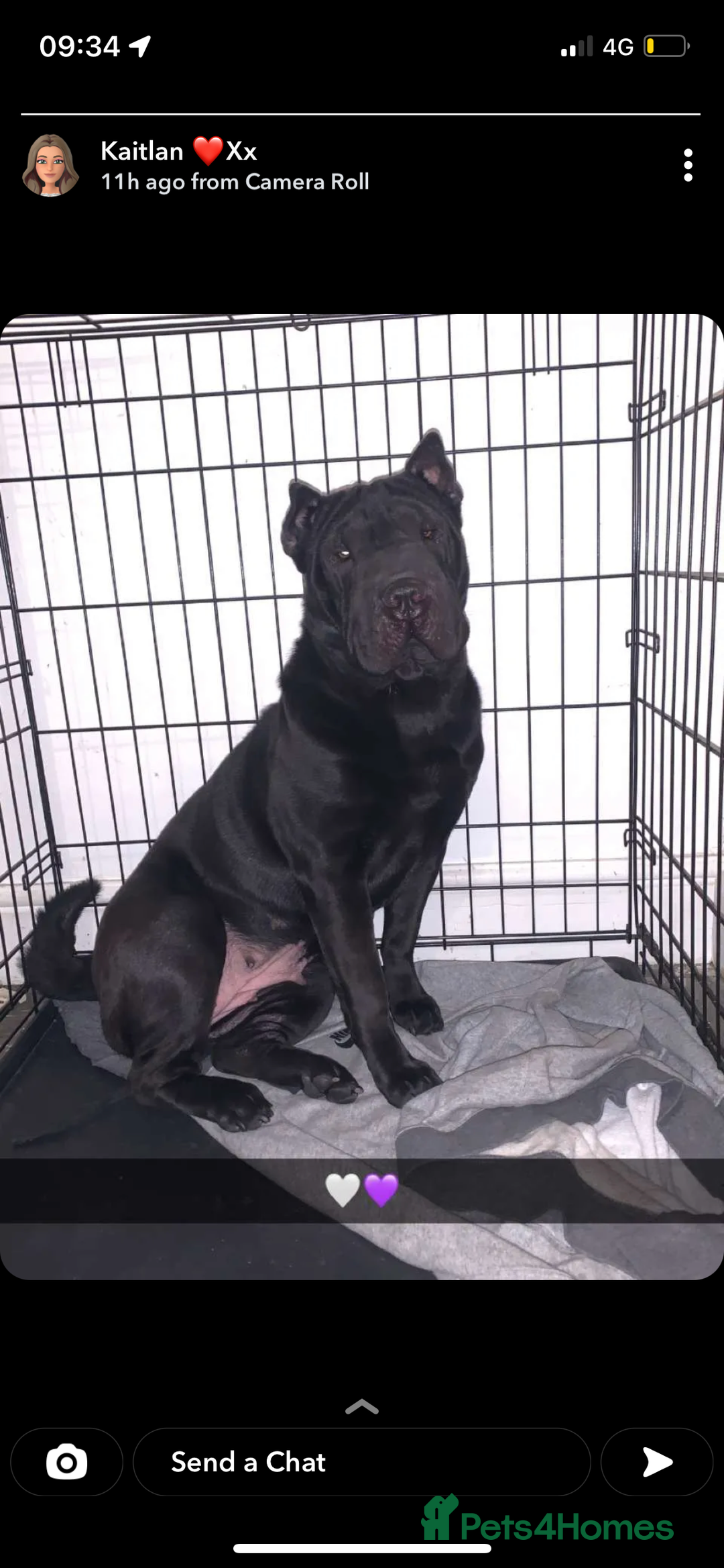 Shar Pei dogs for sale: Bone mouth sharpies  - Image 13