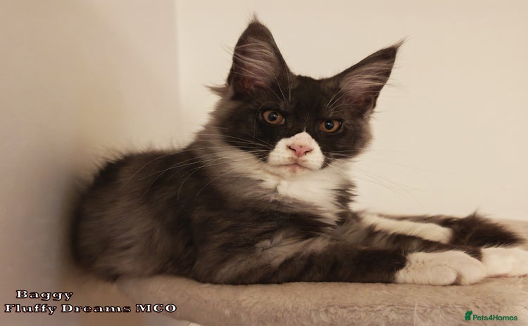 Maine Coon cats - Advert 5