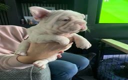French Bulldog dogs for sale: Platinum Full Pink Big Rope Boy - Image 1