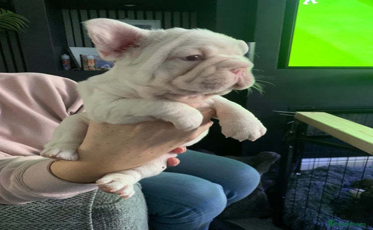 French Bulldog dogs - Advert 1