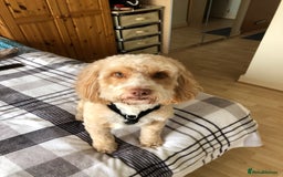 Cockapoo dogs for stud: Thundi - Image 4