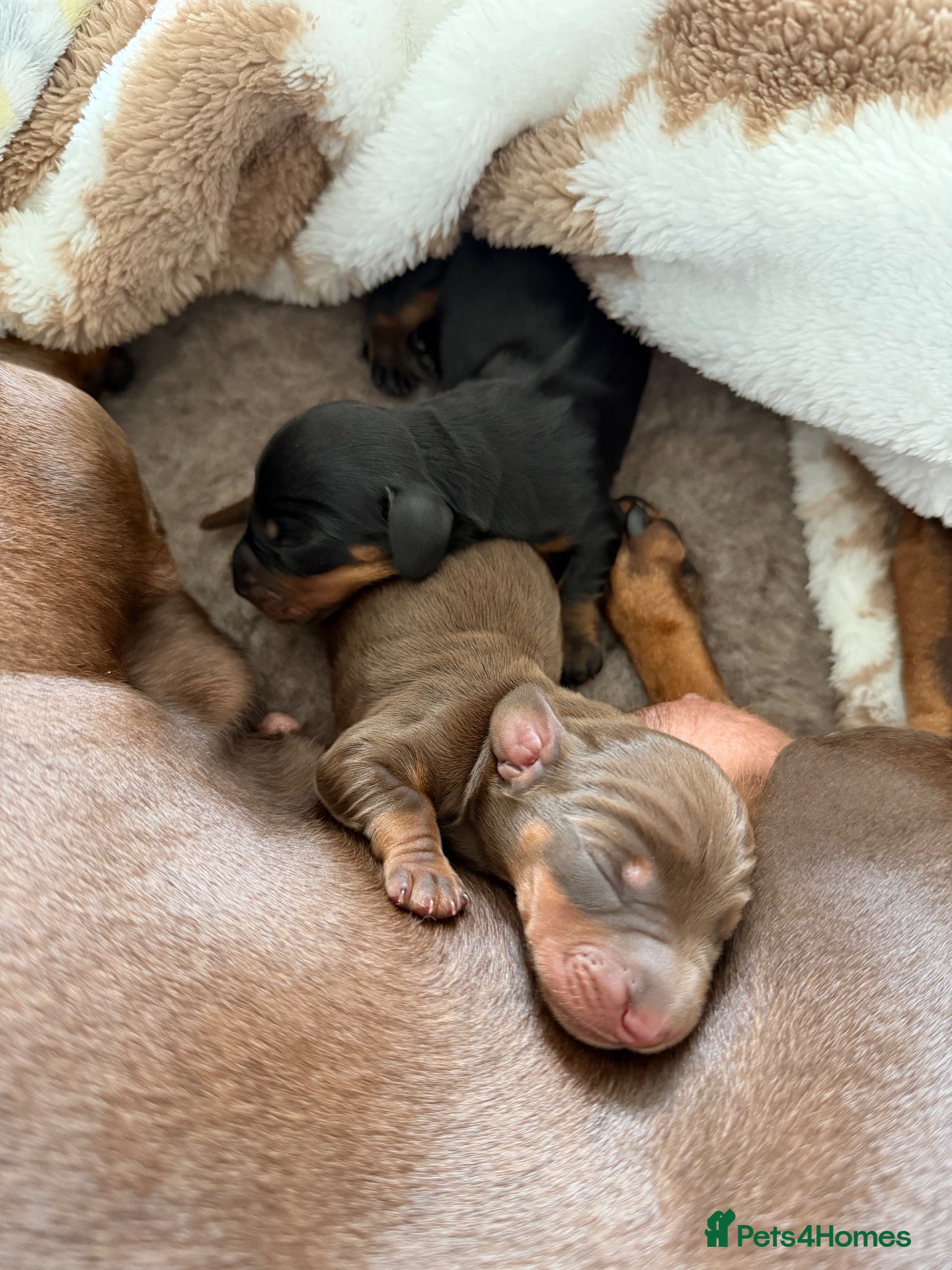 Miniature Dachshund dogs Two Miniature Dachshund Boys 🩵🐾 - Advert 8