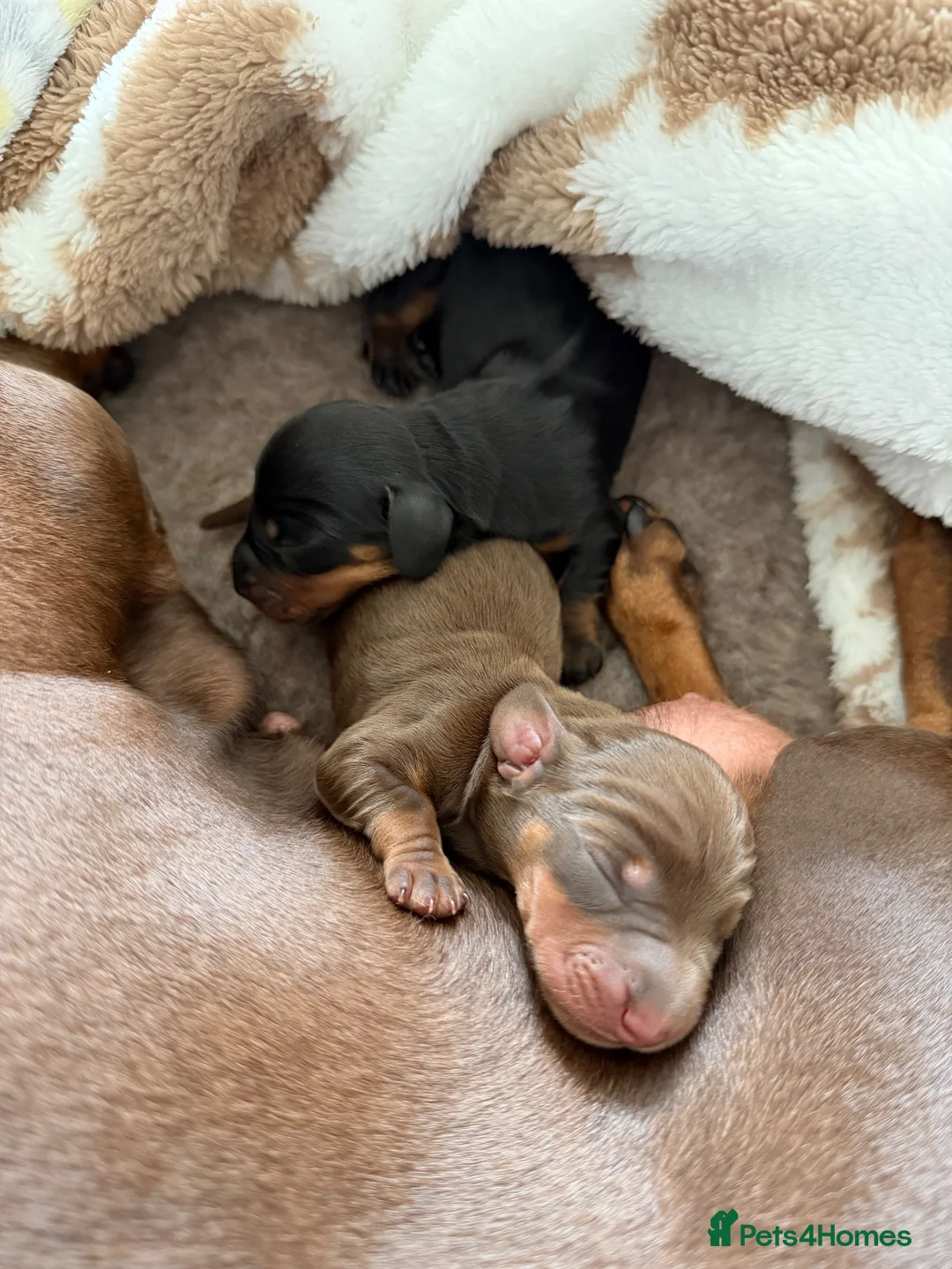 Miniature Dachshund dogs for sale: Two Miniature Dachshund Boys 🩵🐾 - Advert 1