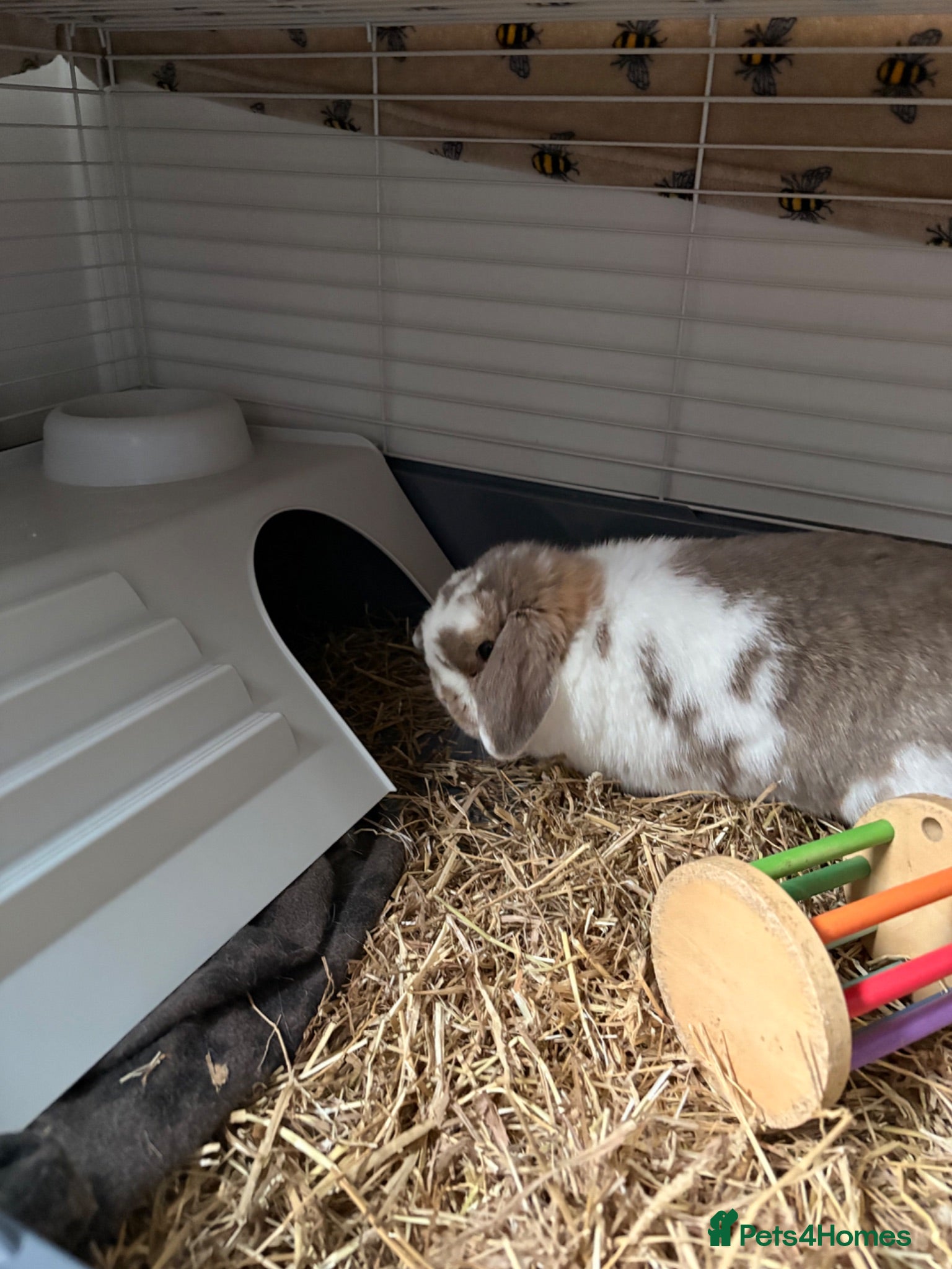 Mini Lop rabbits Mini lop  - Advert 1