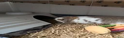 Mini Lop rabbits for sale: Mini lop  - Advert 1