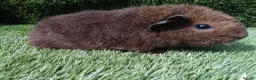 Guinea Pig rodents for sale: Rex guinea pigs  - Advert 1