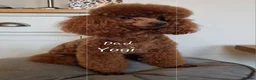Toy Poodle dogs for sale: Kc regd Toy Poodles  - Advert 24