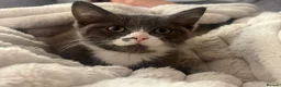 Ragdoll cats for sale: Ragdoll X kittens *READY TO LEAVE* - Advert 15