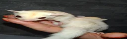 Sugar Glider rodents for sale: Stunning sugar gliders  - Advert 17