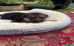 German Shepherd dogs for sale: German Shepherd puppy for sale - Image 21